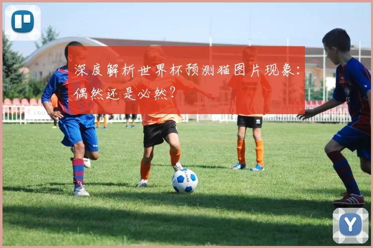 深度解析世界杯预测猫图片现象：偶然还是必然？