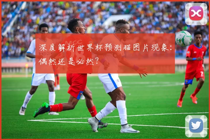 深度解析世界杯预测猫图片现象:偶然还是必然?